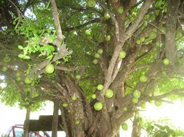 cuastecomate tree